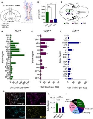 Distinct Encoding of Reward and Aversion by Peptidergic BNST Inputs to the VTA